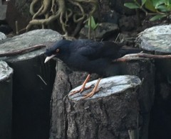 Acridotheres cristatellus