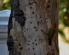 Chloropicus griseocephalus