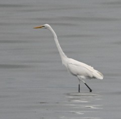 Ardea alba
