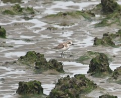 Charadrius leschenaultii