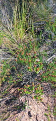 Oedera uniflora
