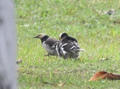 Gracupica nigricollis