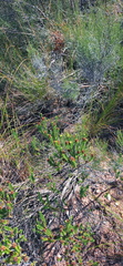 Oedera uniflora