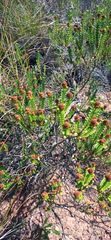 Oedera uniflora