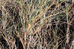 Spinifex longifolius