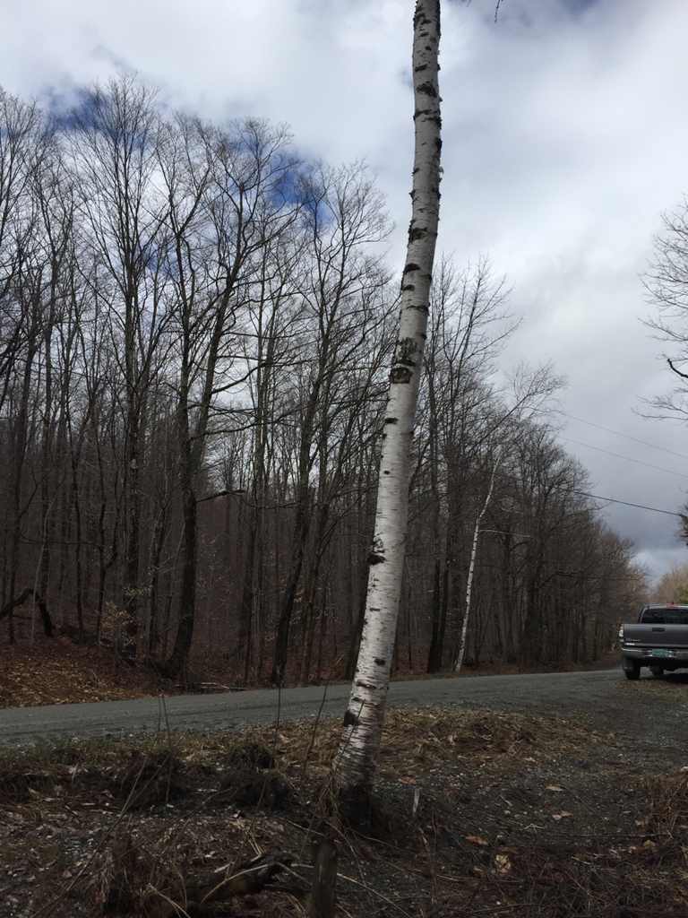 paper birch from 226–286 Brook Rd, Strafford, VT, US on April 21, 2015 ...