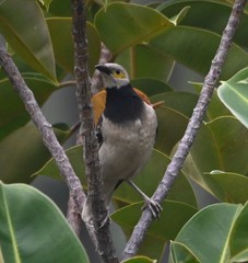 Gracupica nigricollis