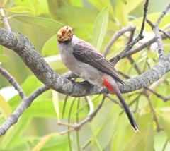 Pycnonotus aurigaster