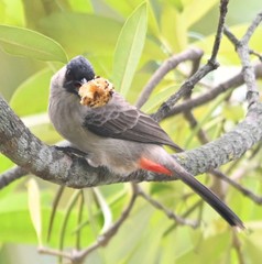 Pycnonotus aurigaster