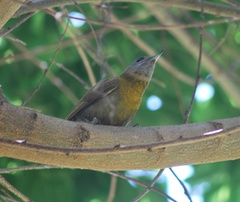 Chloropicus griseocephalus