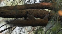 Callosciurus erythraeus