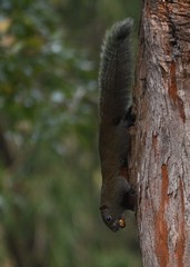 Callosciurus erythraeus