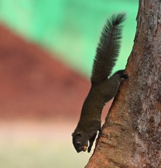 Callosciurus erythraeus