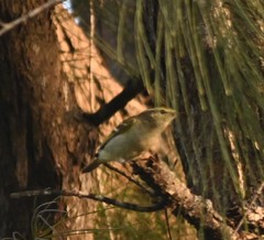 Phylloscopus