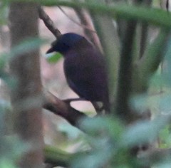 Pterorhinus chinensis monachus