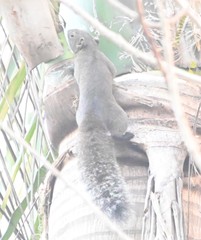 Callosciurus erythraeus