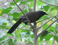 Pterorhinus chinensis monachus