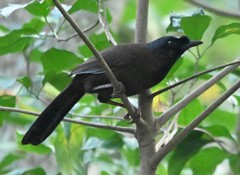 Pterorhinus chinensis monachus