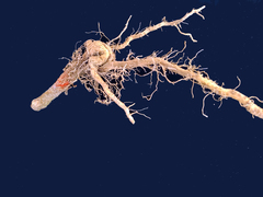 Neocosmospora haematococca