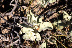 Solanum lasiophyllum