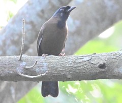 Pterorhinus chinensis monachus