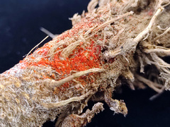 Neocosmospora haematococca