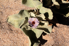 Solanum lasiophyllum