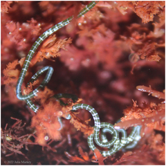 Chaetomorpha spiralis