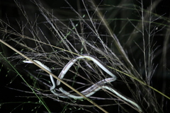 Dendrelaphis bifrenalis