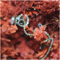 Chaetomorpha spiralis