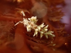 Cuthona hamanni