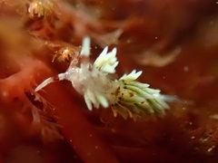 Cuthona hamanni