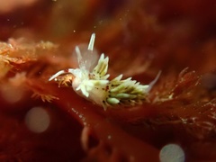 Cuthona hamanni