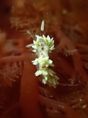 Cuthona hamanni
