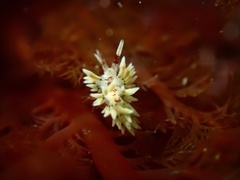 Cuthona hamanni