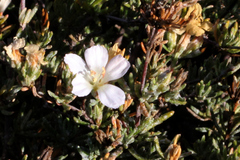 Frankenia pauciflora
