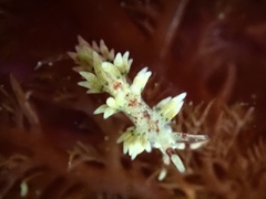 Cuthona hamanni