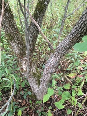 Crataegus chrysocarpa phoeniceoides