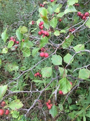 Crataegus chrysocarpa phoeniceoides