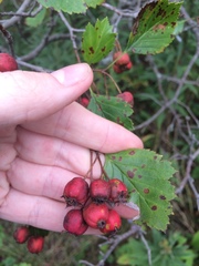 Crataegus chrysocarpa phoeniceoides