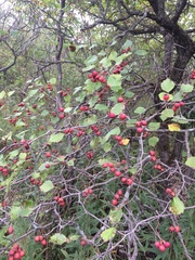 Crataegus chrysocarpa phoeniceoides