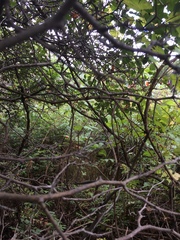 Crataegus chrysocarpa phoeniceoides