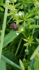 Dyroderes umbraculatus