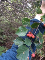 Crataegus chrysocarpa phoeniceoides