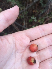 Crataegus chrysocarpa phoeniceoides