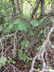 Crataegus chrysocarpa phoeniceoides
