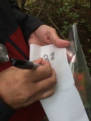 Crataegus chrysocarpa phoeniceoides