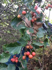 Crataegus chrysocarpa phoeniceoides