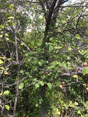 Crataegus suborbiculata