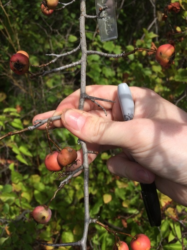 Image of Crataegus suborbiculata by no rights reserved